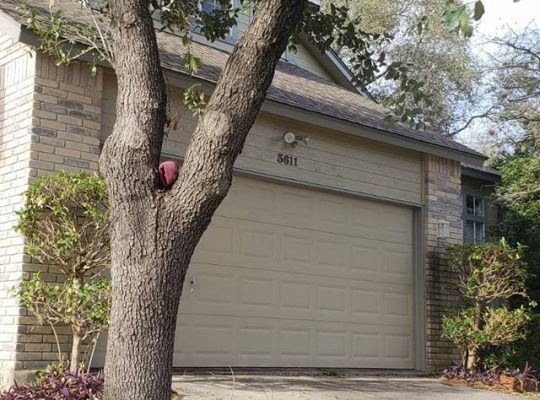 A tree standing in front of a house with a garage.